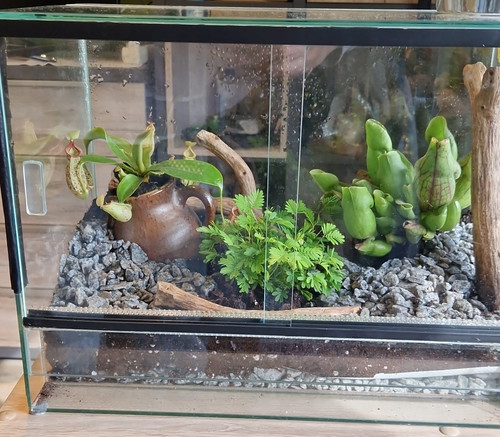 Glas terrarium mit - glas-terrarium,