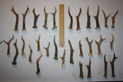 Konvolut rehstangen - 30,