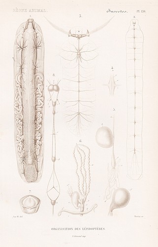Lepidoptera anatomie anatomy - lepidoptera,