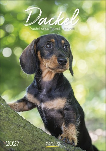 Dackel 2027 wandkalender mit - dackel,