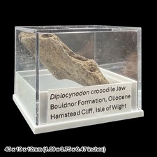 Diplocynodon Krokodil Kiefer