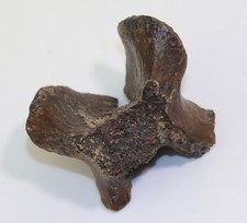 Wirbel hadrosauroidea - wirbel,,