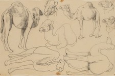 Studien von Kamelen. Diverse Haltungen, Feder Realismus Unbekannt (19.Jhd)