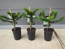Araucaria araucana - ,