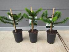 Araucaria araucana - Schmucktanne   25-35cm  Winterhart - Andentanne (2,5 Jahre)