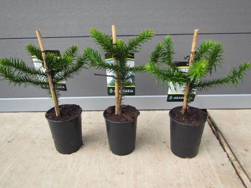 Araucaria araucana - ,