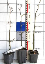 Esskastanie - Edelkastanie -