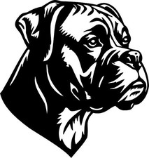 Deutscher Boxer, Boxer