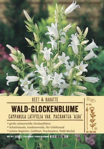 Campanula latifolia alba - campanula,
