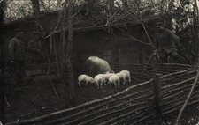 Foto Ak Deutsche Soldaten in Uniformen, Schweinestall im Feld an... - 4219195