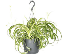 Grünlilie, Graslilie Ampel