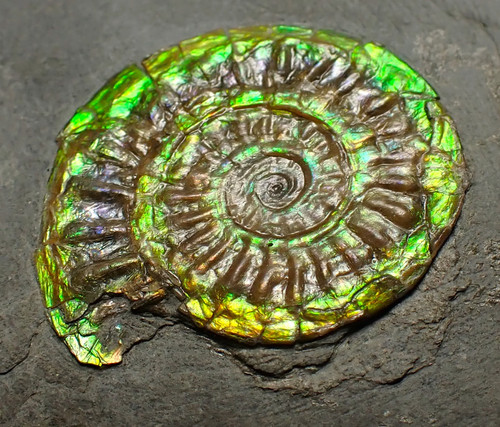 Grün irisierender caloceras - grün,