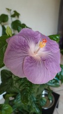 Hibiscus rosa sinensis