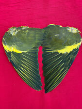 Federn Vogelflügel Taube