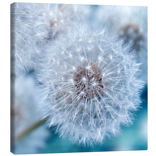 Leinwandbild pusteblume - leinwandbild,