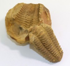 Trilobit, Diacalymene