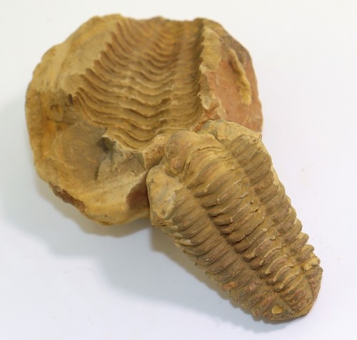 Trilobit diacalymene - trilobit,,