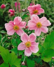 Anemone japonica 'Königin