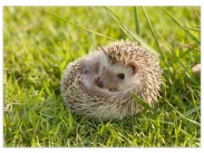 Wallario Teppich Fußmatte ab 50x70cm -Motiv Eingerollter Igel Gras Wiese Tier