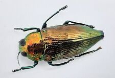 Buprestidae, Haplotrinchus inaequalis, A2, 17 mm, Ceram, #BP87