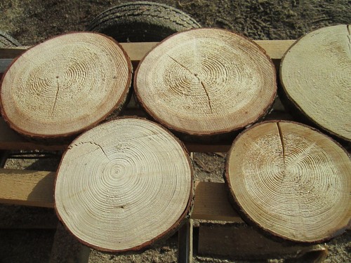 Baumscheiben mit riss - baumscheiben,
