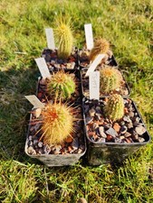 6x TH-Hybriden - Paket