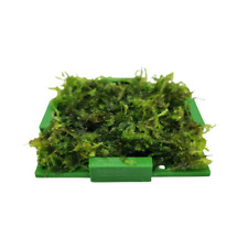 Moos-Box (Aquascaping, Javamoos, Dekoration, Moos, Aquarium, Spikymoos Garnelen)