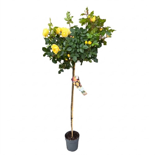 Rosenstamm lampion 170 180 - lampion®,