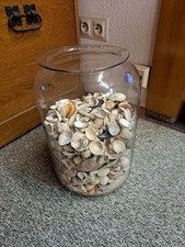 Muschelsammlung  in Deko Glas
