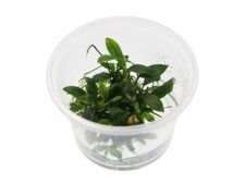 Anubias barteri var. nana Pangolino in vitro 5,5cm RARITÄT