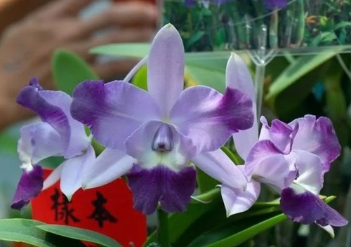 Mini orchidee cattleya - orchidee,