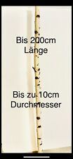 Birkenstämme gereinigt bis