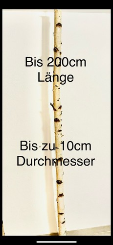 Birkenstämme gereinigt bis