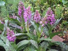 Dactylorhiza maculata Geflecktes Knabenkraut -Knolle gartenorchidee ( -30°C ) DE