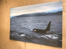 Der Orca oder Killerwal