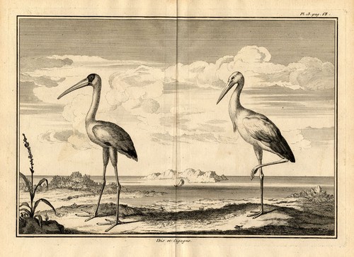 Antike drucke ibis - 2,