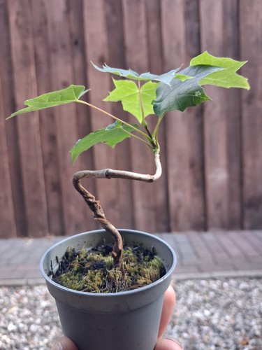 Bergahorn pre bonsai - pre, bonsai,