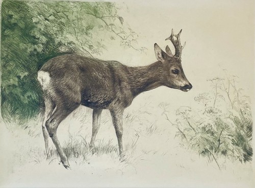 Rehbock radierung von kurt - "rehbock",