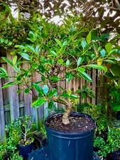 Tigerbark Ficus Bonsai Tree