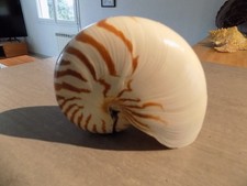 Muschel: NEW NAUTILIDAE