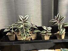 Zebra-Ampelkraut Ableger