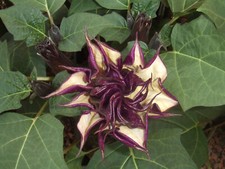 Datura Stechapfel Engelstrompete - Arborea BLACK