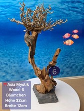 ⛩️ "ASIA MYSTIC WOOD" Aquarium Wurzel Bäumchen auf Schieferplatte