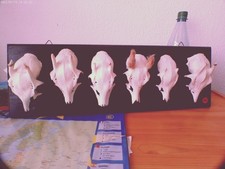 A-30 Jagdtrophäen Brett m. 6 Jährlingen auf Holzbrett  m. Original  Schädel