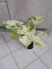 Alocasia Macrorrhiza Variegata