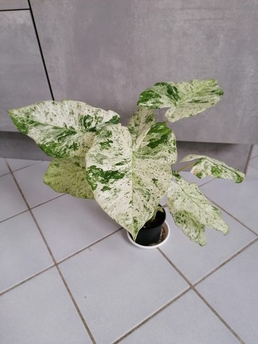 Alocasia macrorrhiza variegata - alocasia,