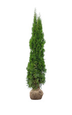 Thuja Smaragd  -Auswahl: 60–300cm – Lebensbaum, dicht wachsend, immergrün, Hecke