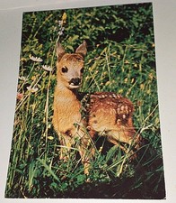 Alte Groh Rehkitz Kitz Fawn Reh Tier Postkarte Postcard Ak Tierpostkarte 