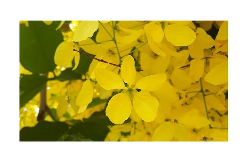 10x cassia fistula - 10x,