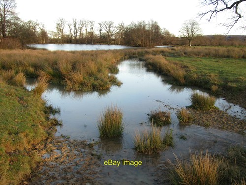 Foto 12x8 petworth park - petworth,
